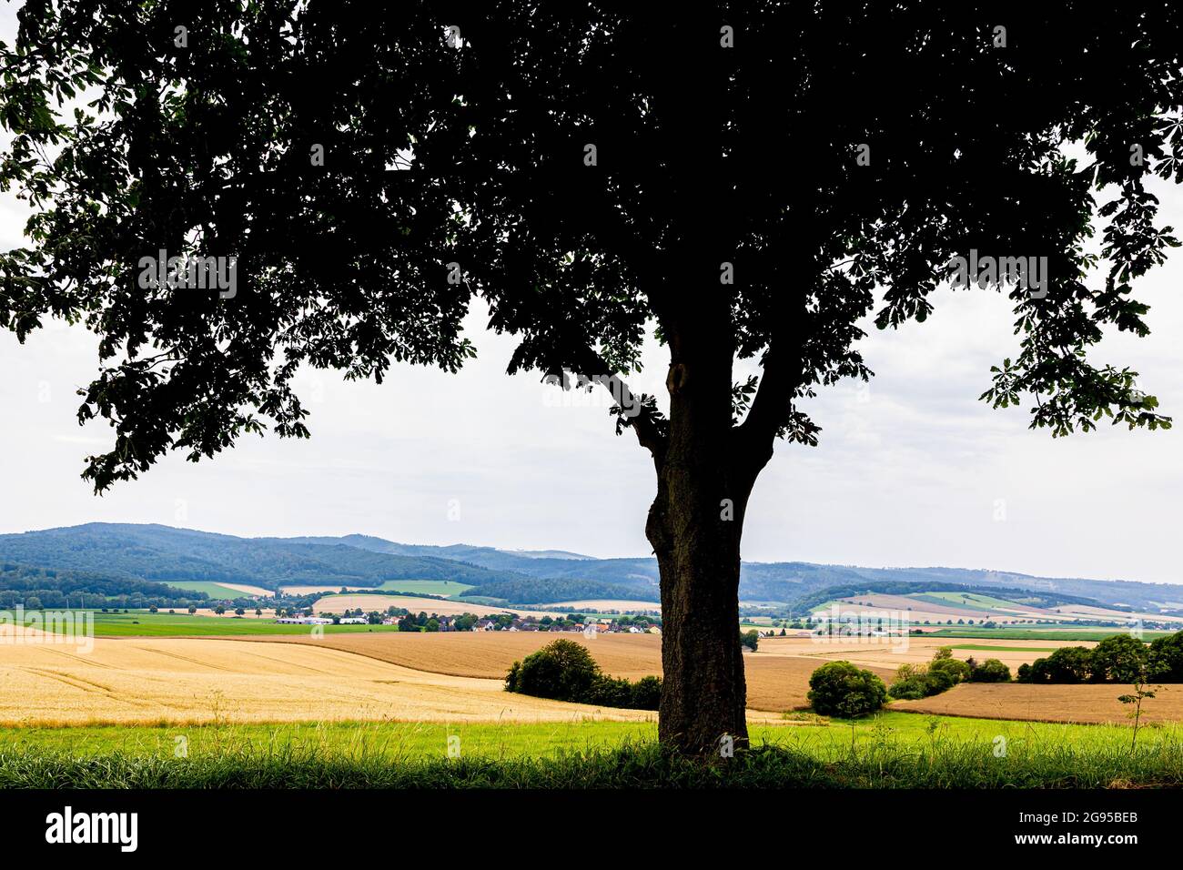 24 July 2021, Lower Saxony, Negenborn: A landscape with a tree in cloudy summer weather in the district of Holzminden. Photo: Moritz Frankenberg/dpa Stock Photo