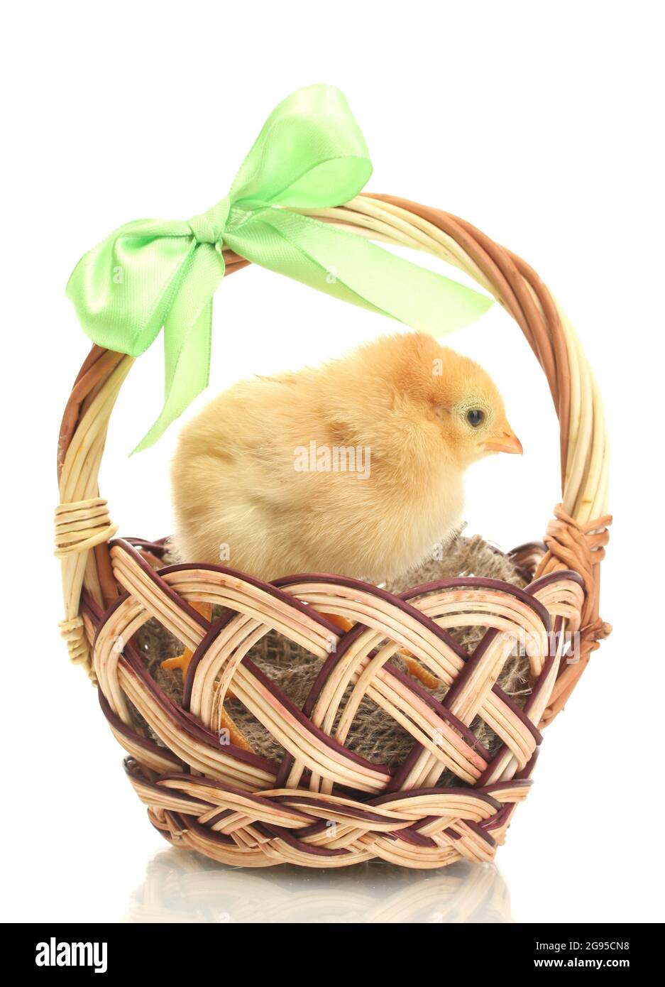 beautiful little chicken in basket isolated on the white Stock Photo Alamy