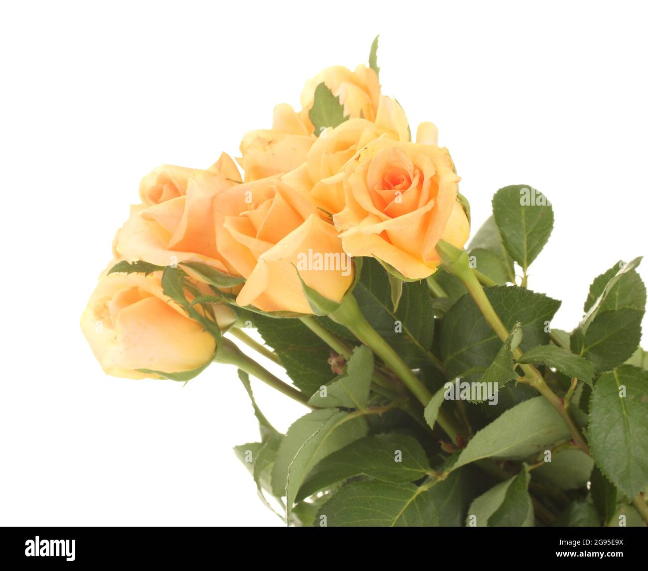 beautiful bouquet of roses isolated on white Stock Photo - Alamy