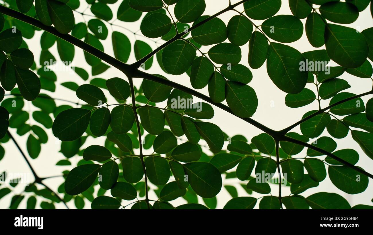Green leaves names hires stock photography and images Alamy