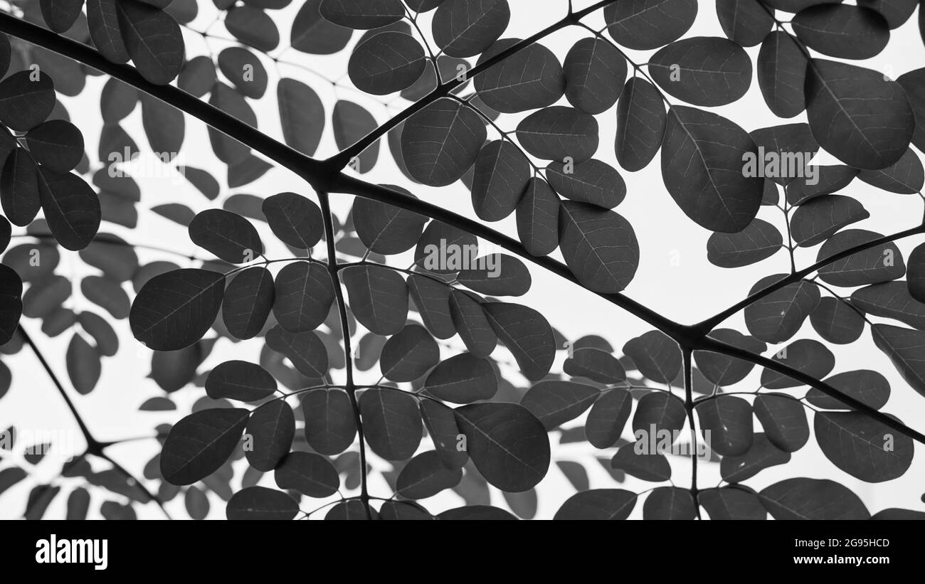 Black and white shot, Drum stick leafs on tree. its also called as Moringa leaves / drumstick spinach. Stock Photo