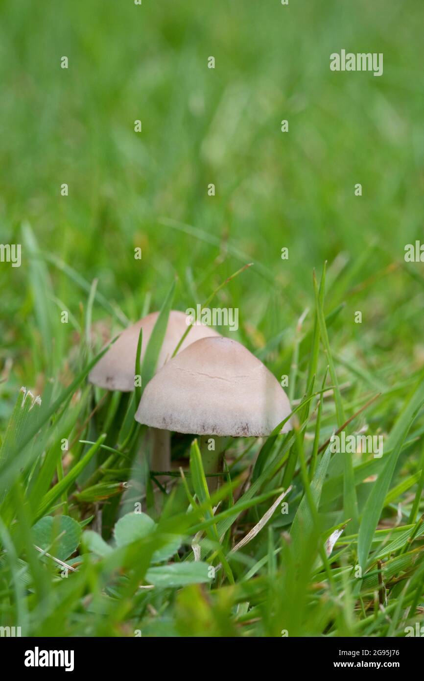 Panaeolina foenisecii (Maire Brown Mottlegill or Lawn Mower's Mushroom or the Haymaker). in a