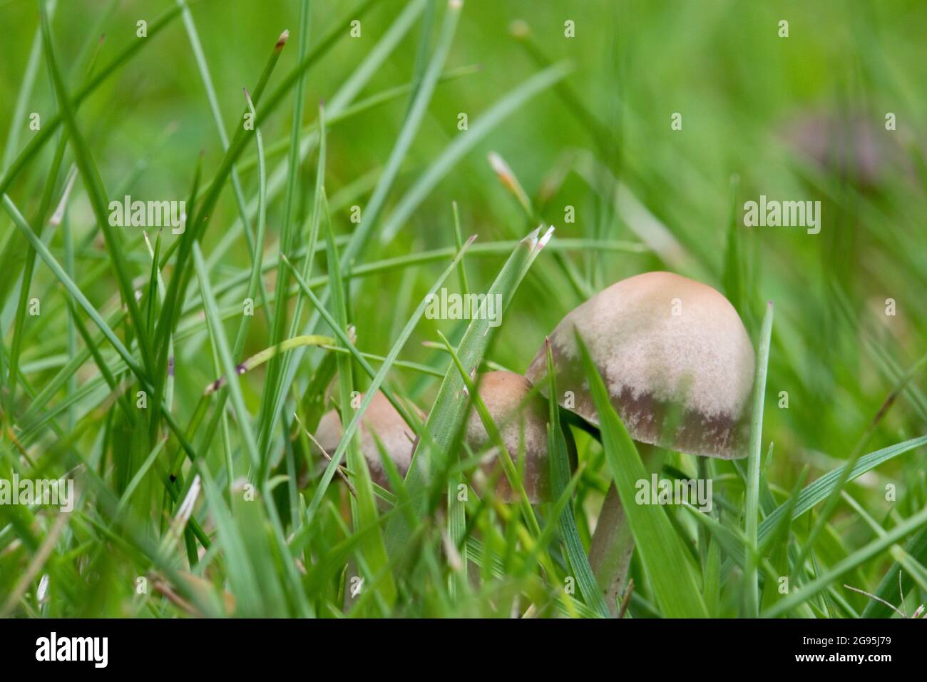 Panaeolina foenisecii (Maire - Brown Mottlegill or Lawn Mower's Mushroom or the Haymaker). in a lawn in a garden in England, United Kingdom. A common Stock Photo