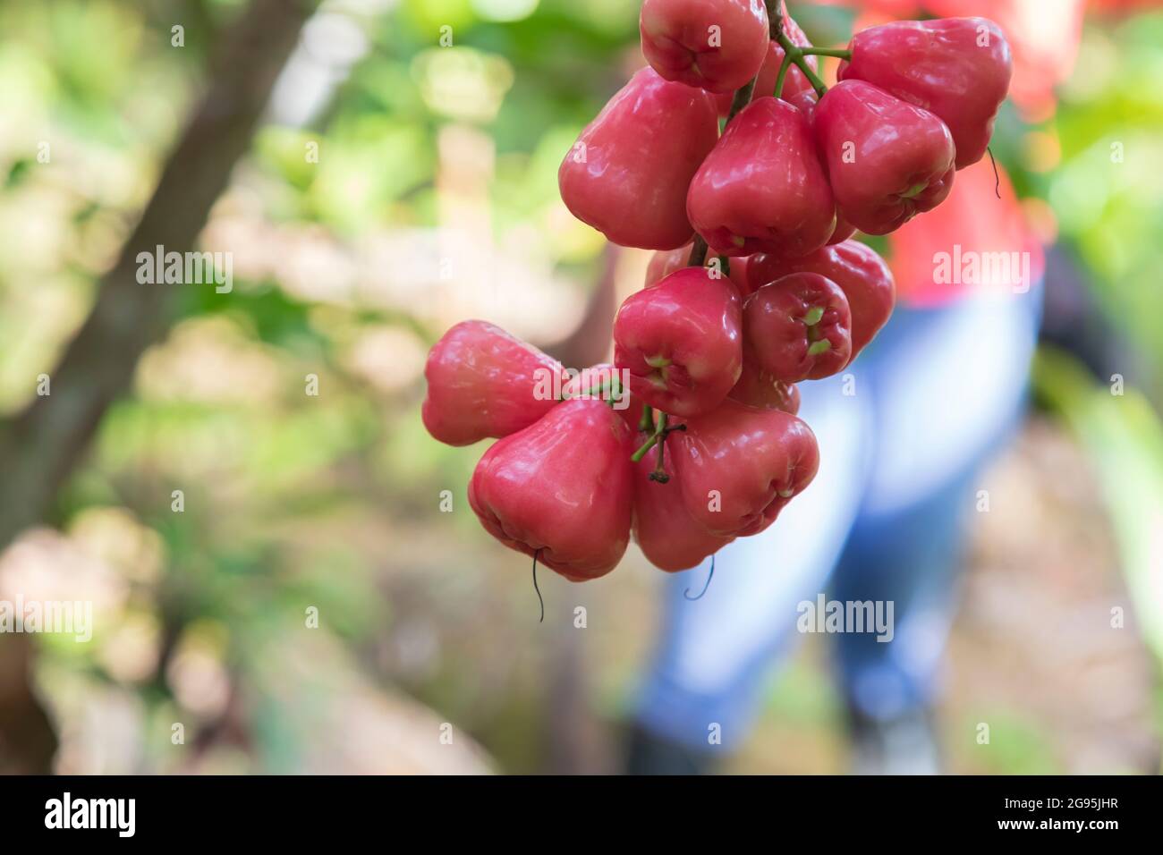 A cluster of wax apples, rose apples, wax jambus, lianwu fruits Stock Photo