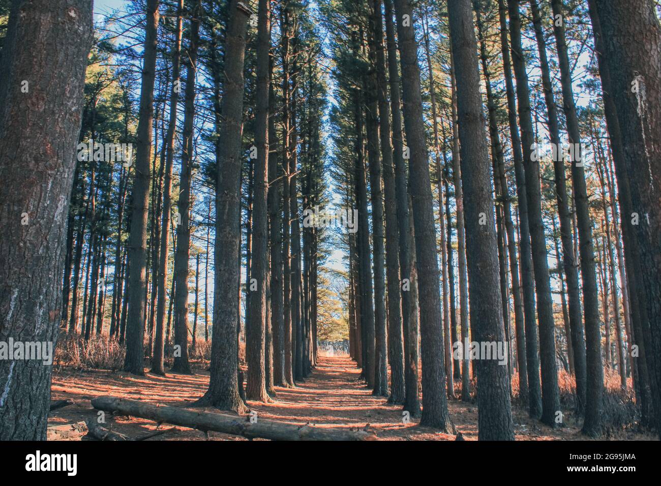 Tops of trees hi-res stock photography and images - Alamy