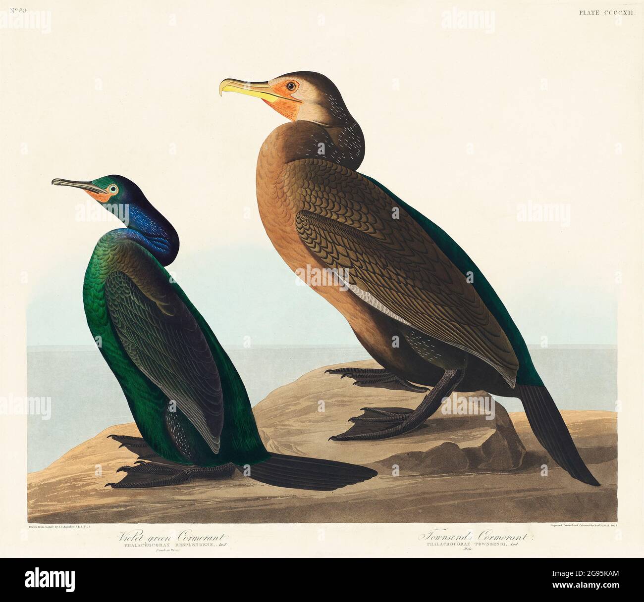 Vintage USA bird illustrations Stock Photo