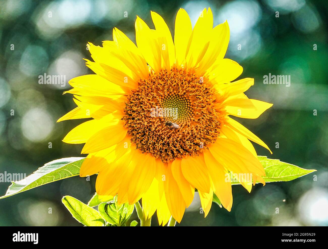 Blooming orange and yellow sunflowers in full summer bloom Stock Photo