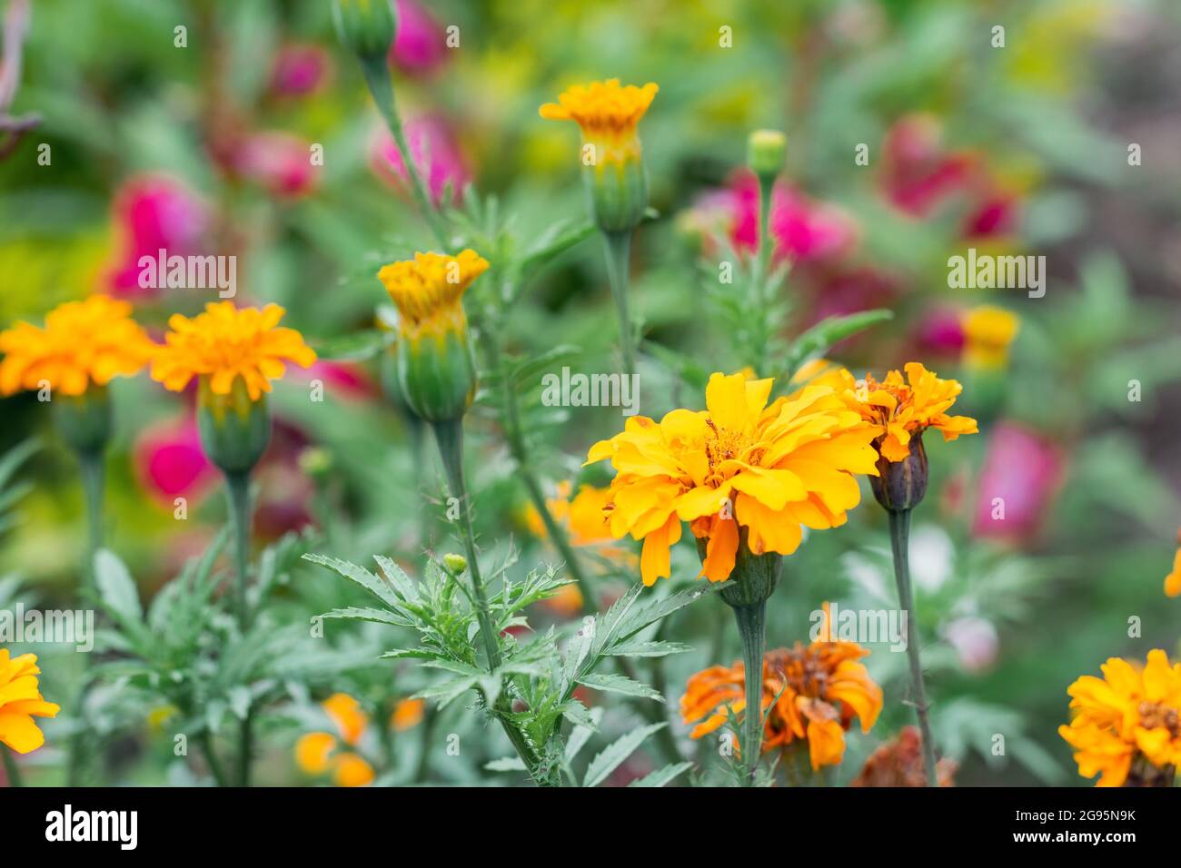 Tagetes erecta, flower with yellow petals and green leaves native to Mexico, where it is found in the wild mainly  in the states of Chiapas, Mexico, M Stock Photo