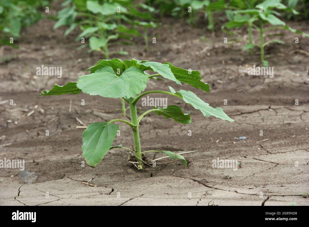 Sunflower growing out of soil in field Stock Photo Alamy