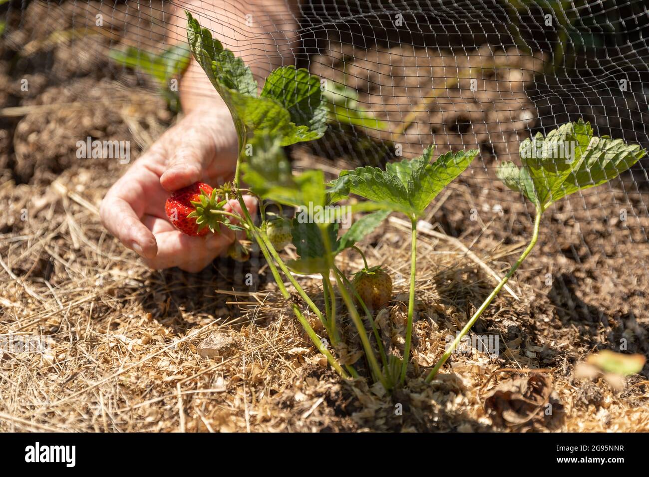 Strawberry Picking Stock Photo