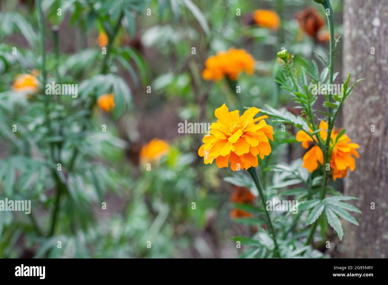 Tagetes erecta, flower with yellow petals and green leaves native to Mexico, where it is found in the wild mainly  in the states of Chiapas, Mexico, M Stock Photo