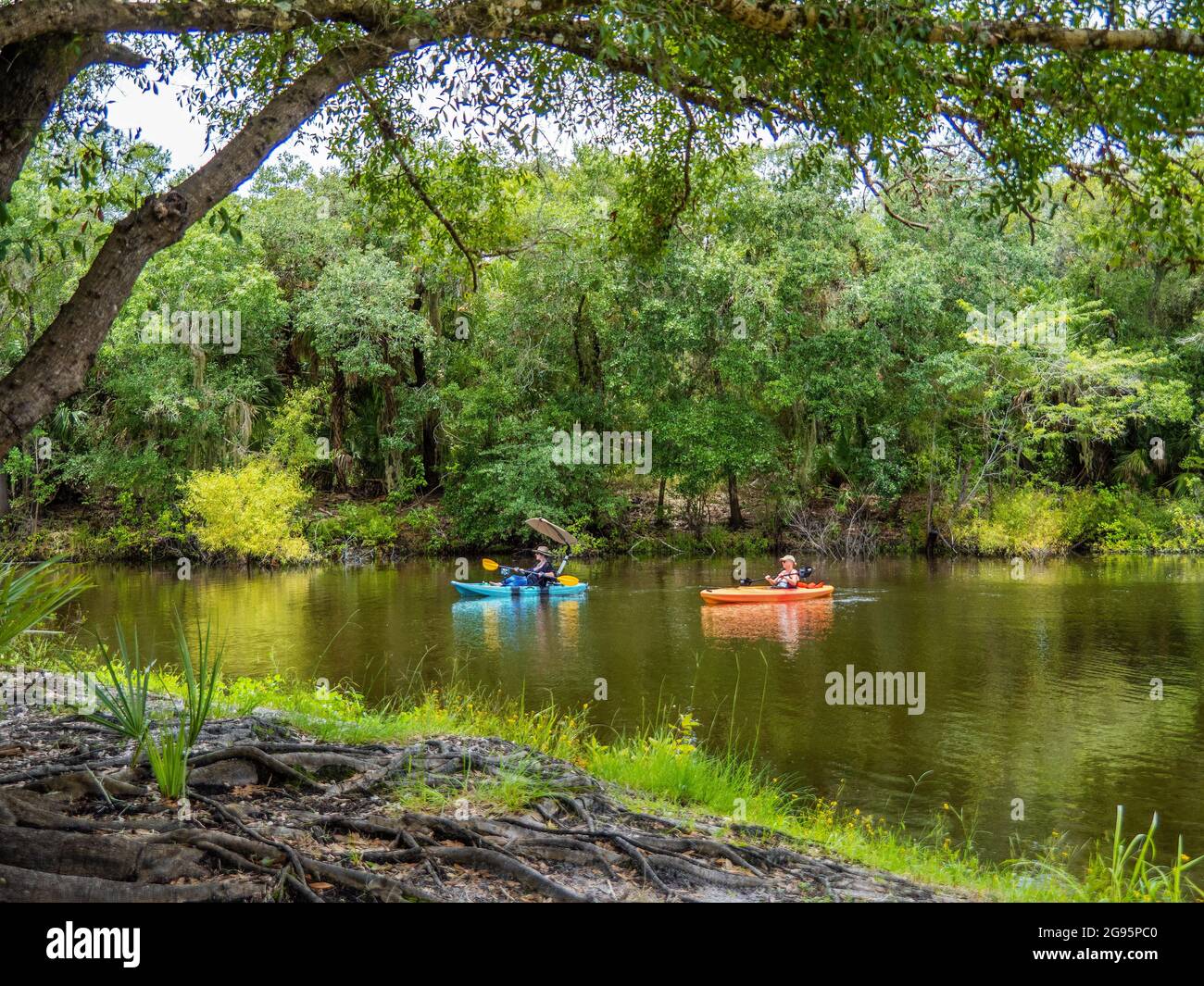 Kayaking in the Myakka River in Venice Myakka River Park in Venice