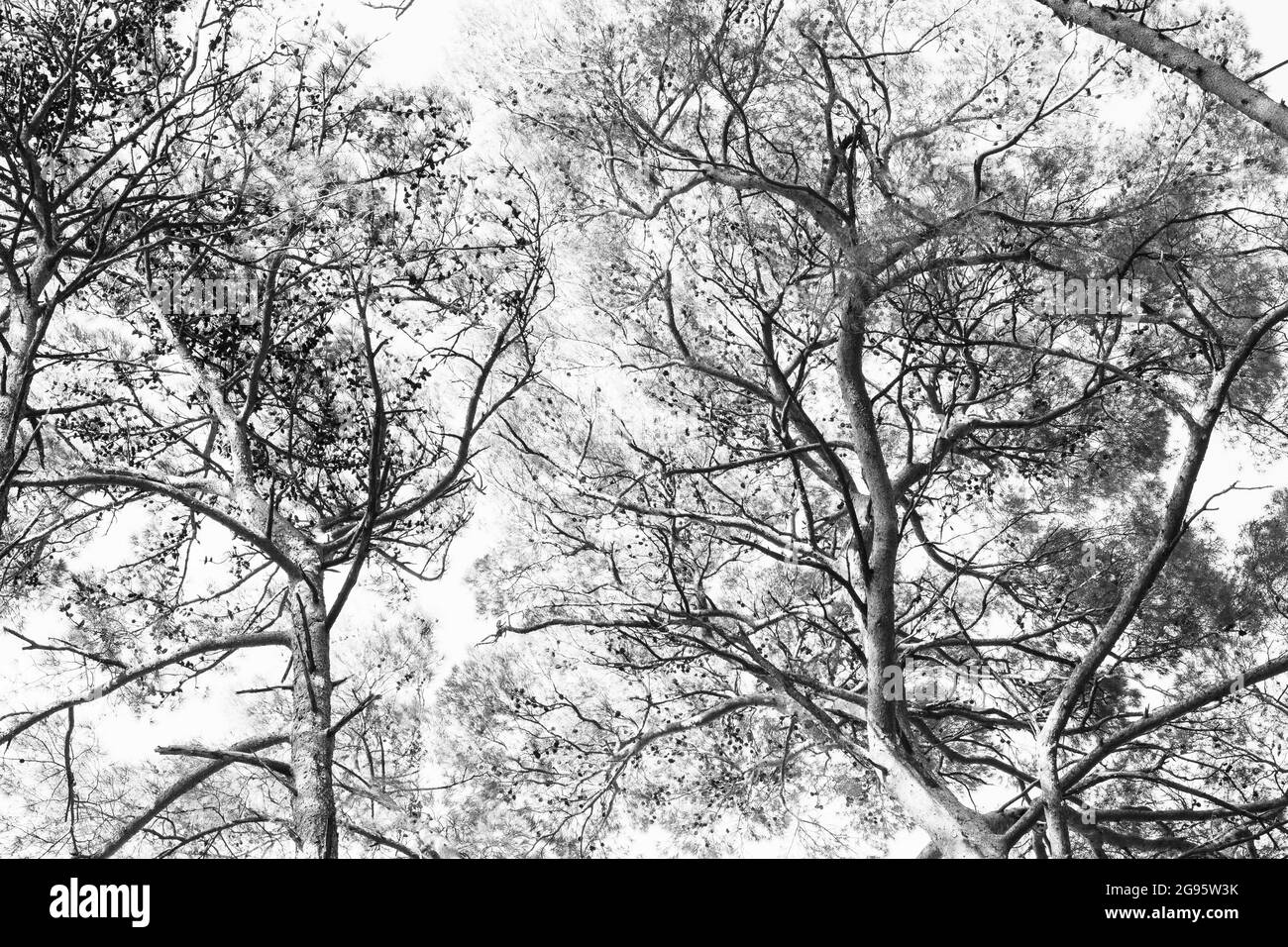 Pine crowns Black and White Stock Photos & Images - Alamy