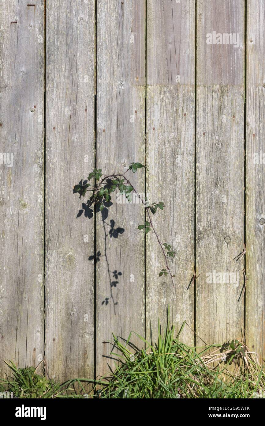 Bothersome & troublesome weeds - in this case a Bramble / Rubus fruticosus cane growing through a wooden garden fence.  For unwanted weeds. Stock Photo