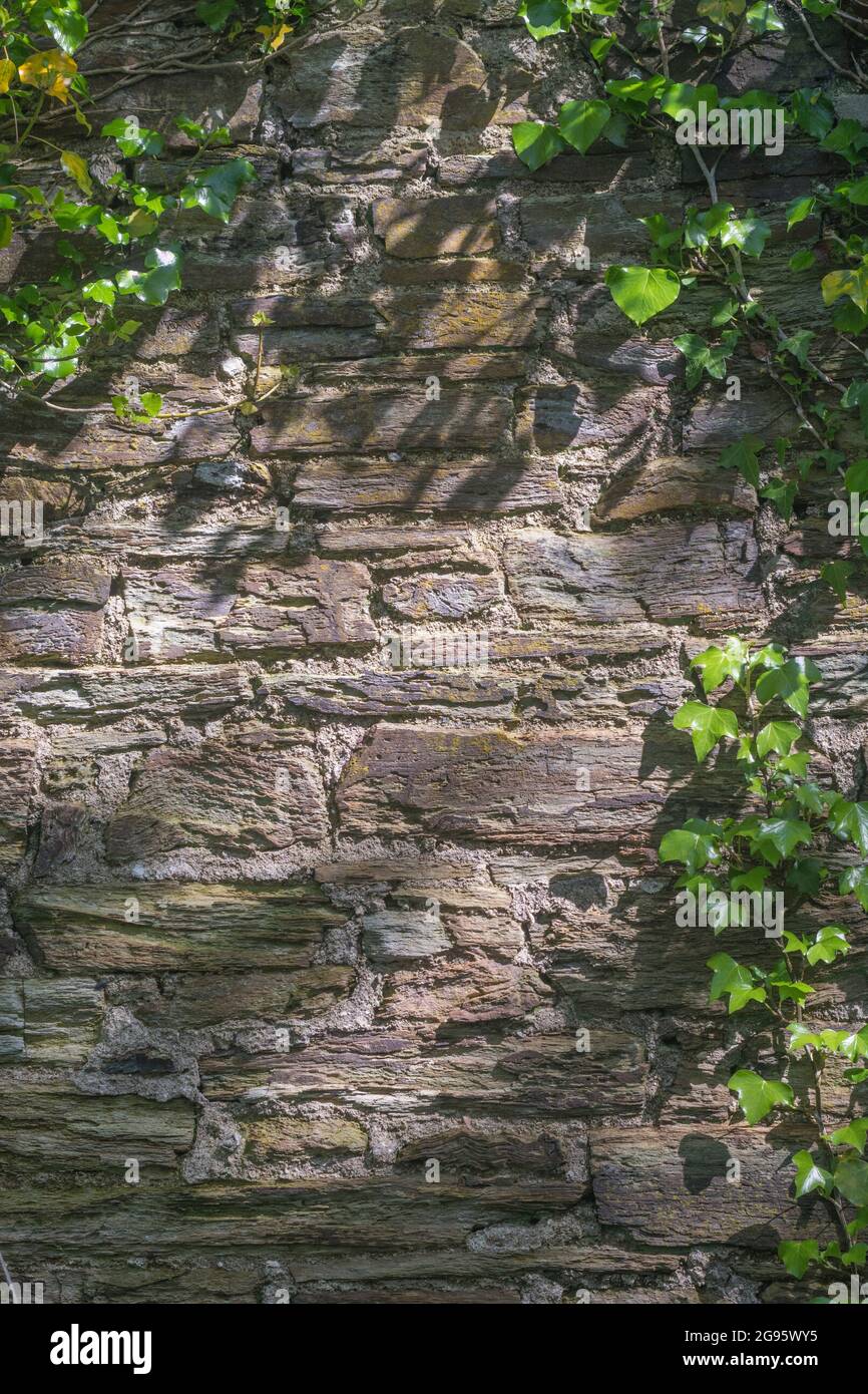 Sunlit old stone wall with hanging trailing Common Ivy / Hedera helix. Dappled patch of sunlight metaphor, old buildings, common weeds UK. Stock Photo