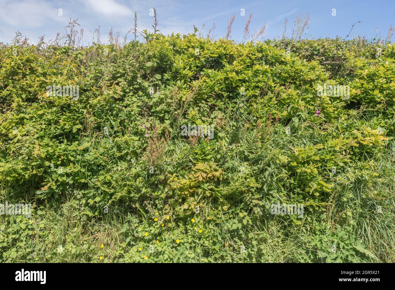 Section of Cornish hedgerow which are distinctly high. There are 12 species of wild plants visible, showing the immense variety of species. See Notes Stock Photo
