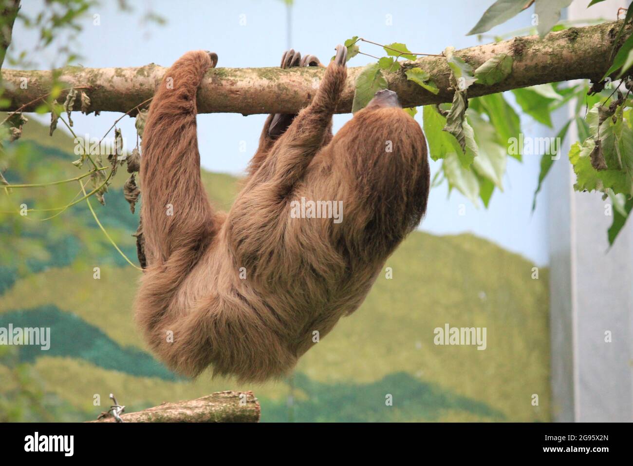 Sloth in Overloon zoo in the Netherlands Stock Photo