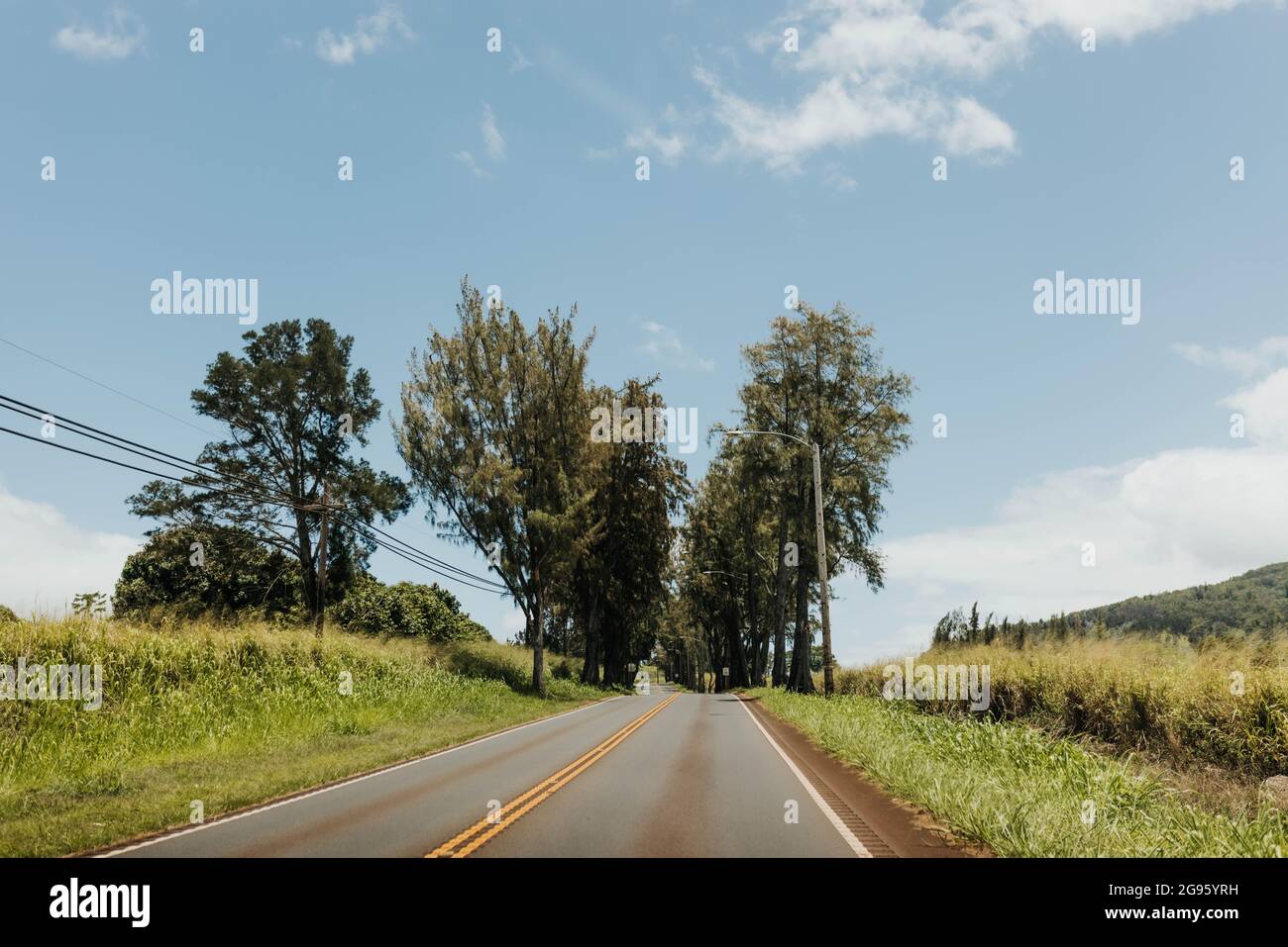 Country road lined with trees and tall grasses on a sunny day on Oahu Stock Photo