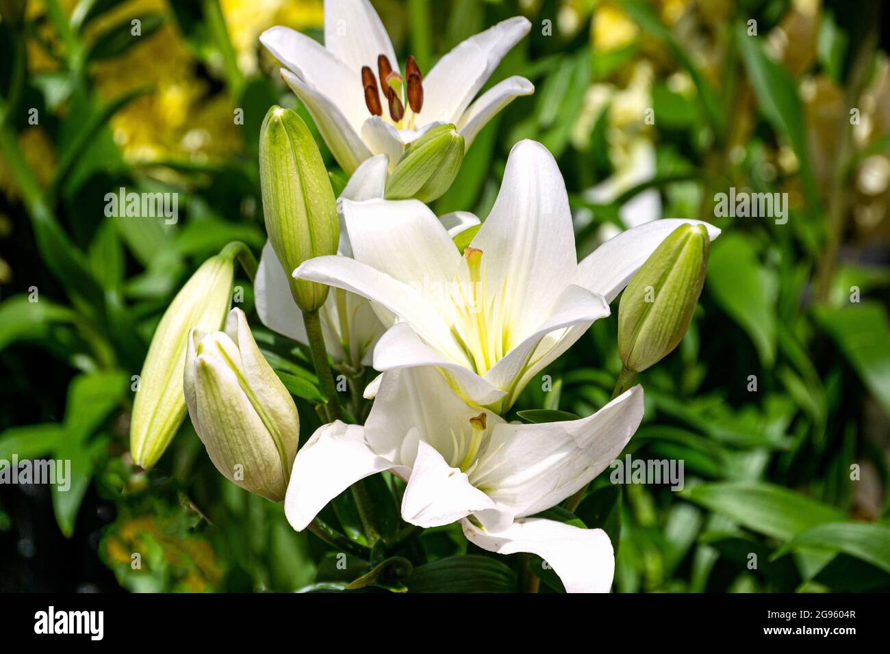 A bouquet of white lilies on a branch with buds Stock Photo - Alamy