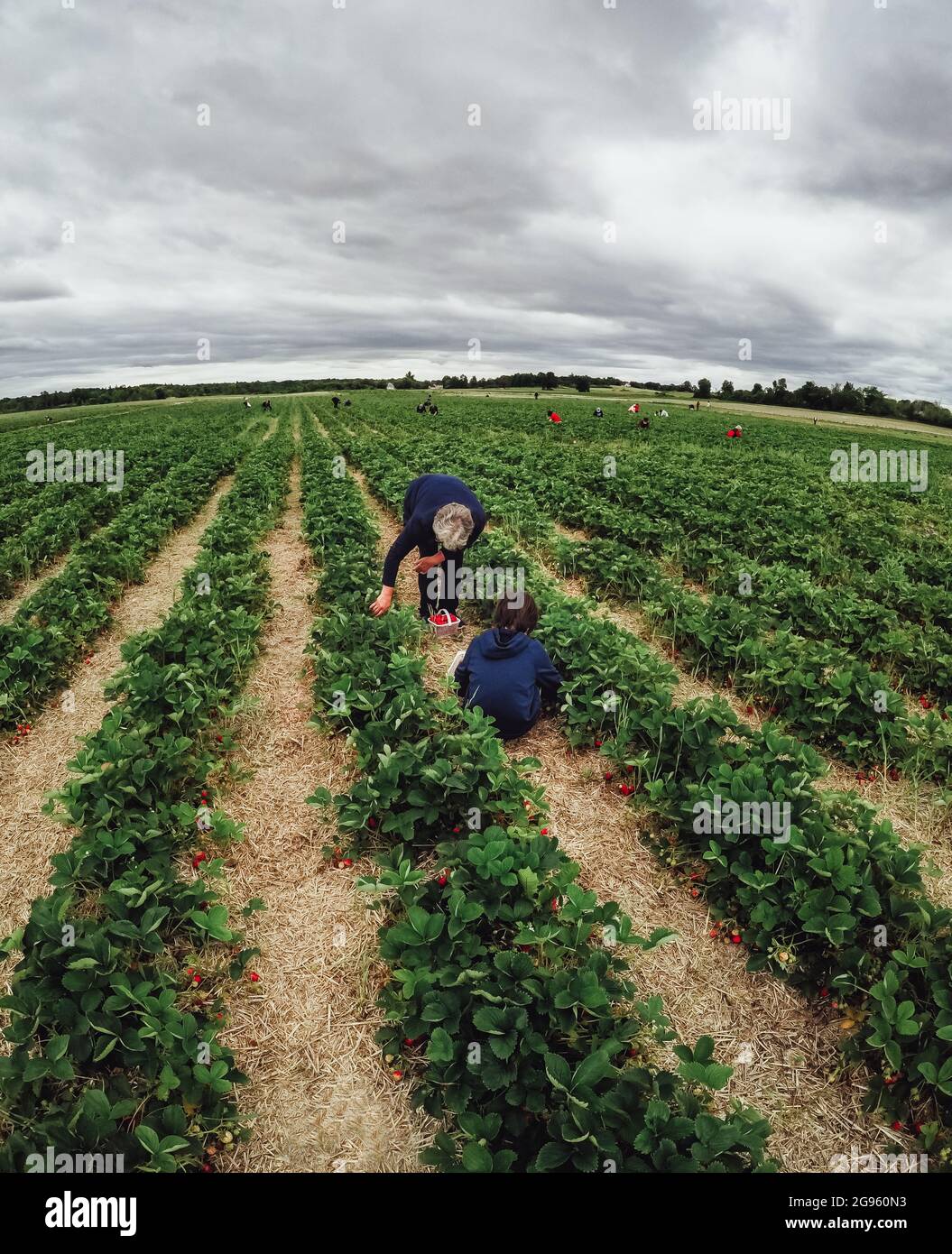Boy and grandmother picking strawberries in a field together Stock ...