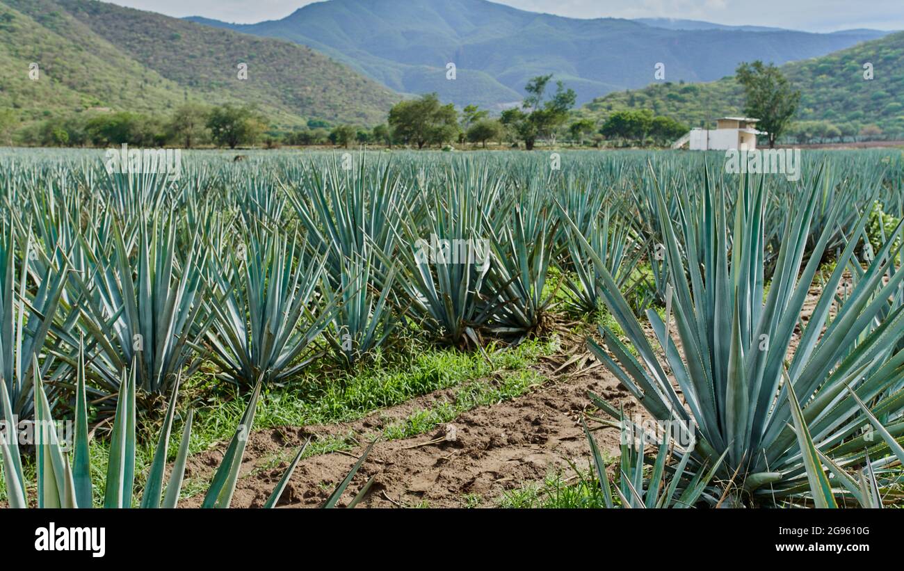 Blue agave plantation in the field to make tequila Stock Photo Alamy