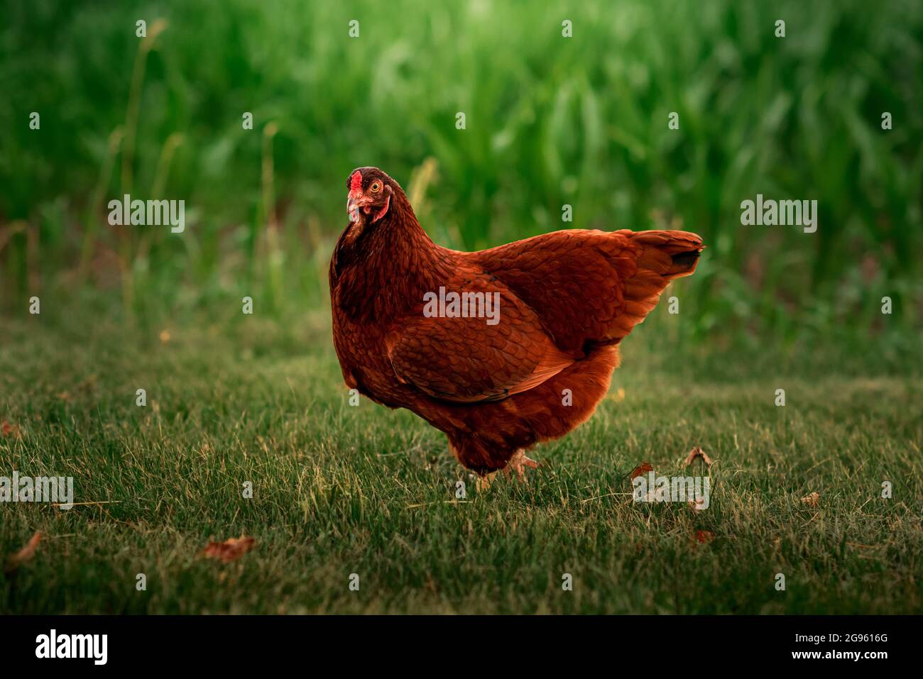 Buckeye chicken standing in the grass near a corn field Stock Photo - Alamy