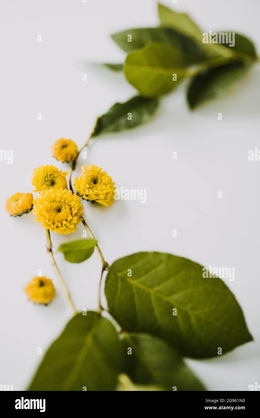 Close up of little yellow flowers and green leaves on clean backdrop Stock Photo