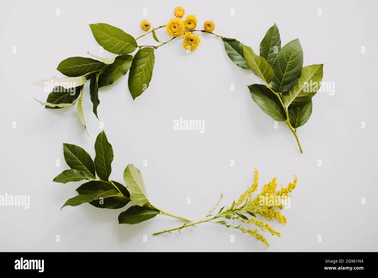 Overhead view of green leaves and yellow flowers in a circle on white Stock Photo