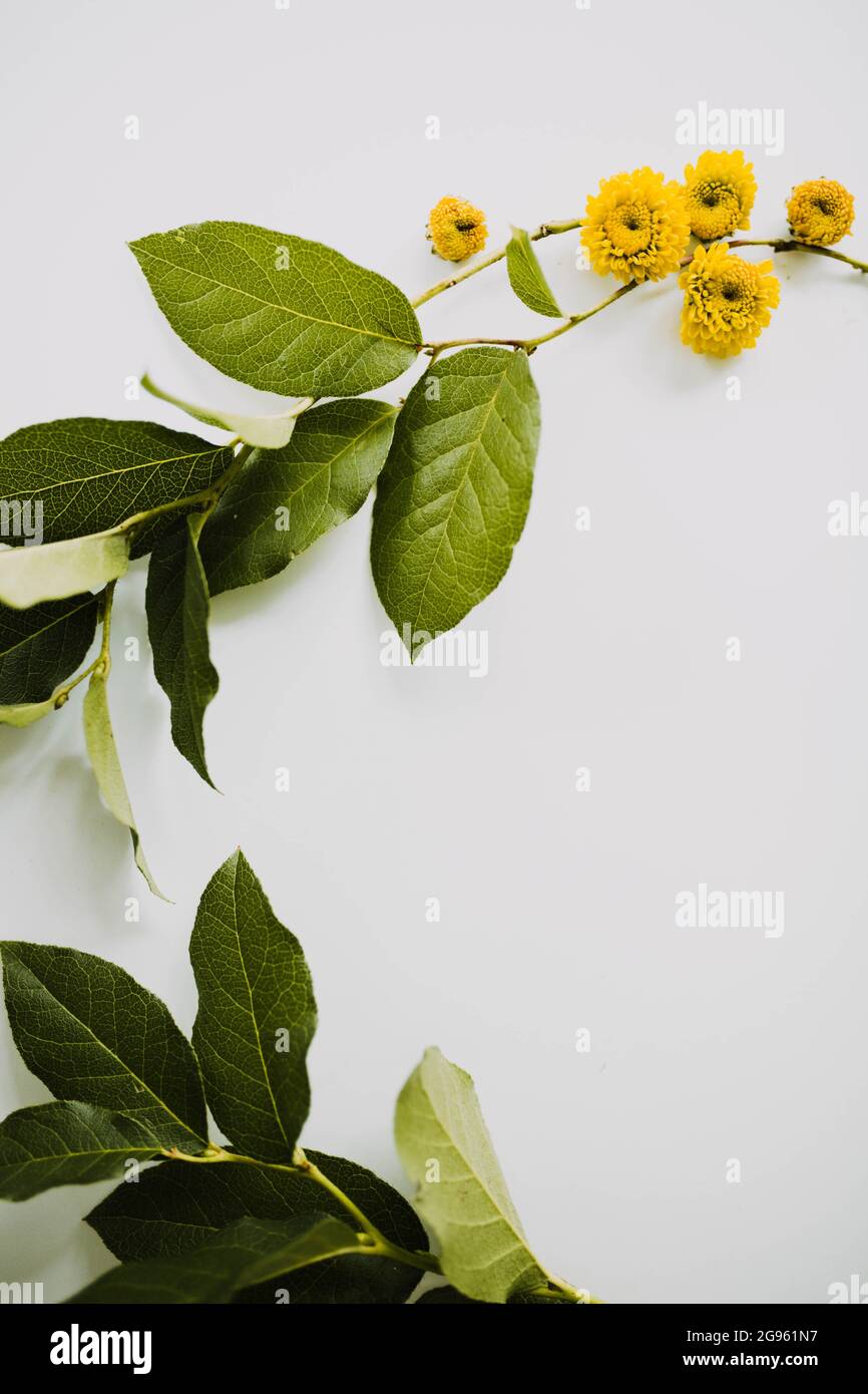 Close up of little yellow flowers and green leaves on clean backdrop Stock Photo