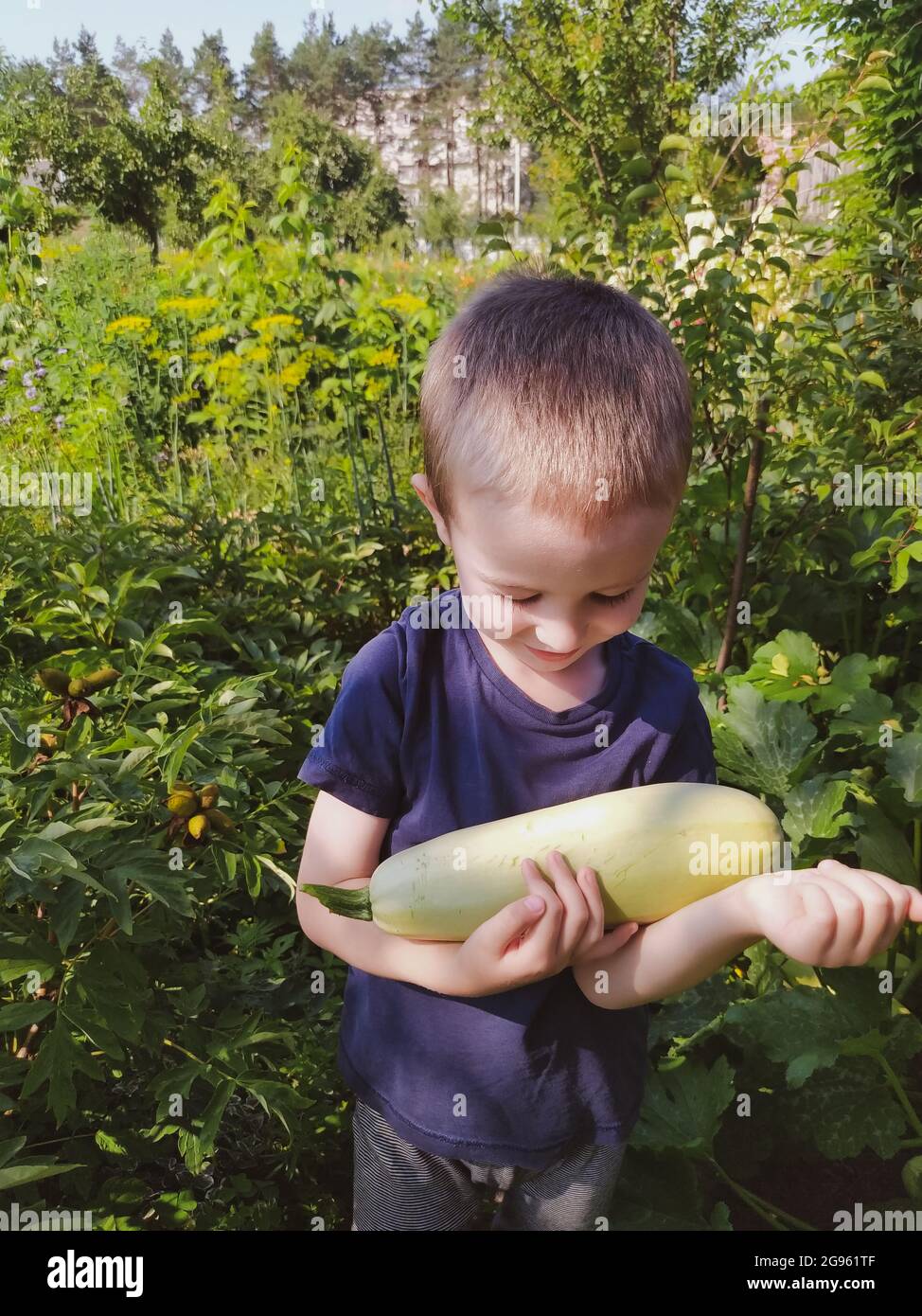 Boy smiles and looks at fresh vegetable marrow in the garden Stock Photo