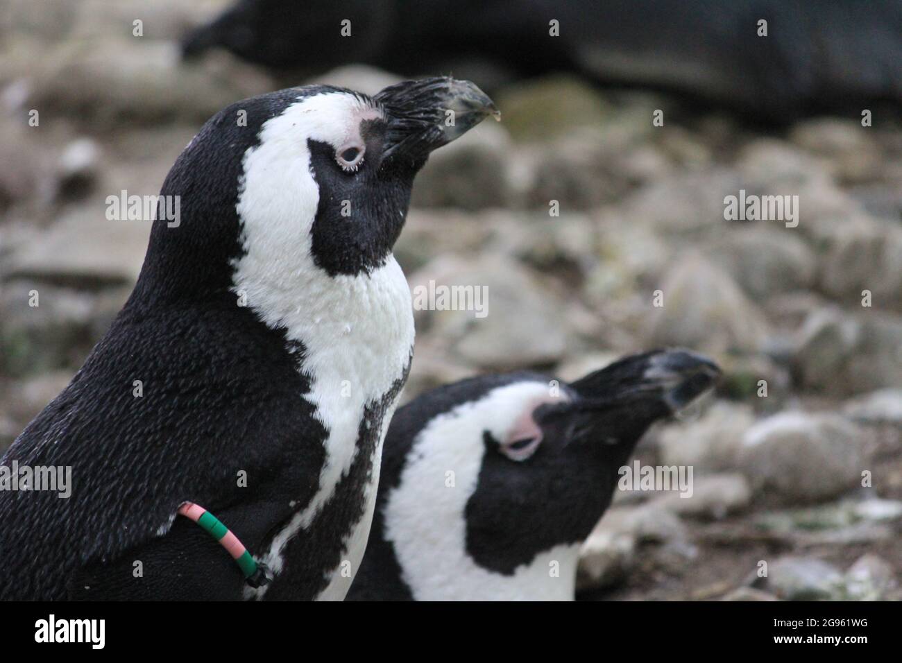 African penguin in Overloon zoo in the Netherlands Stock Photo
