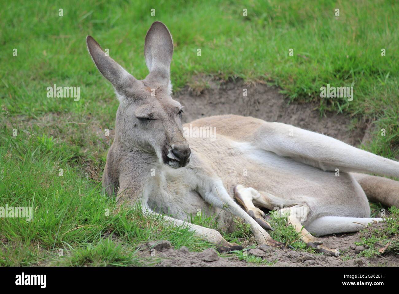 Red kangaroo in Overloon zoo, the Netherlands Stock Photo