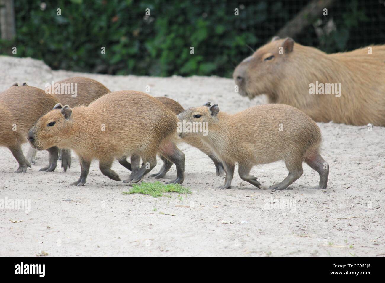Cabybara hi-res stock photography and images - Alamy