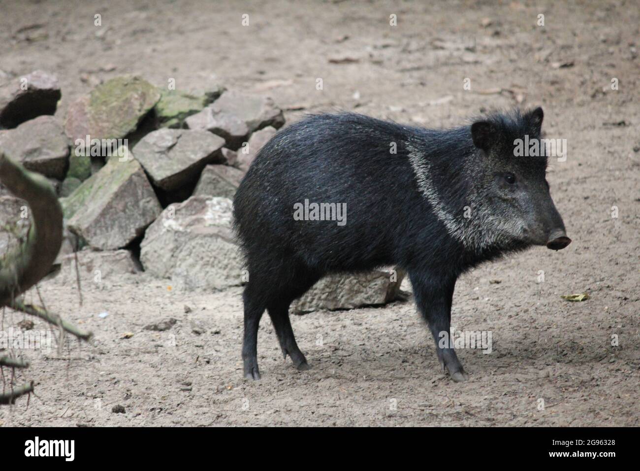 Collared peccary in Overloon zoo in the Netherlands Stock Photo