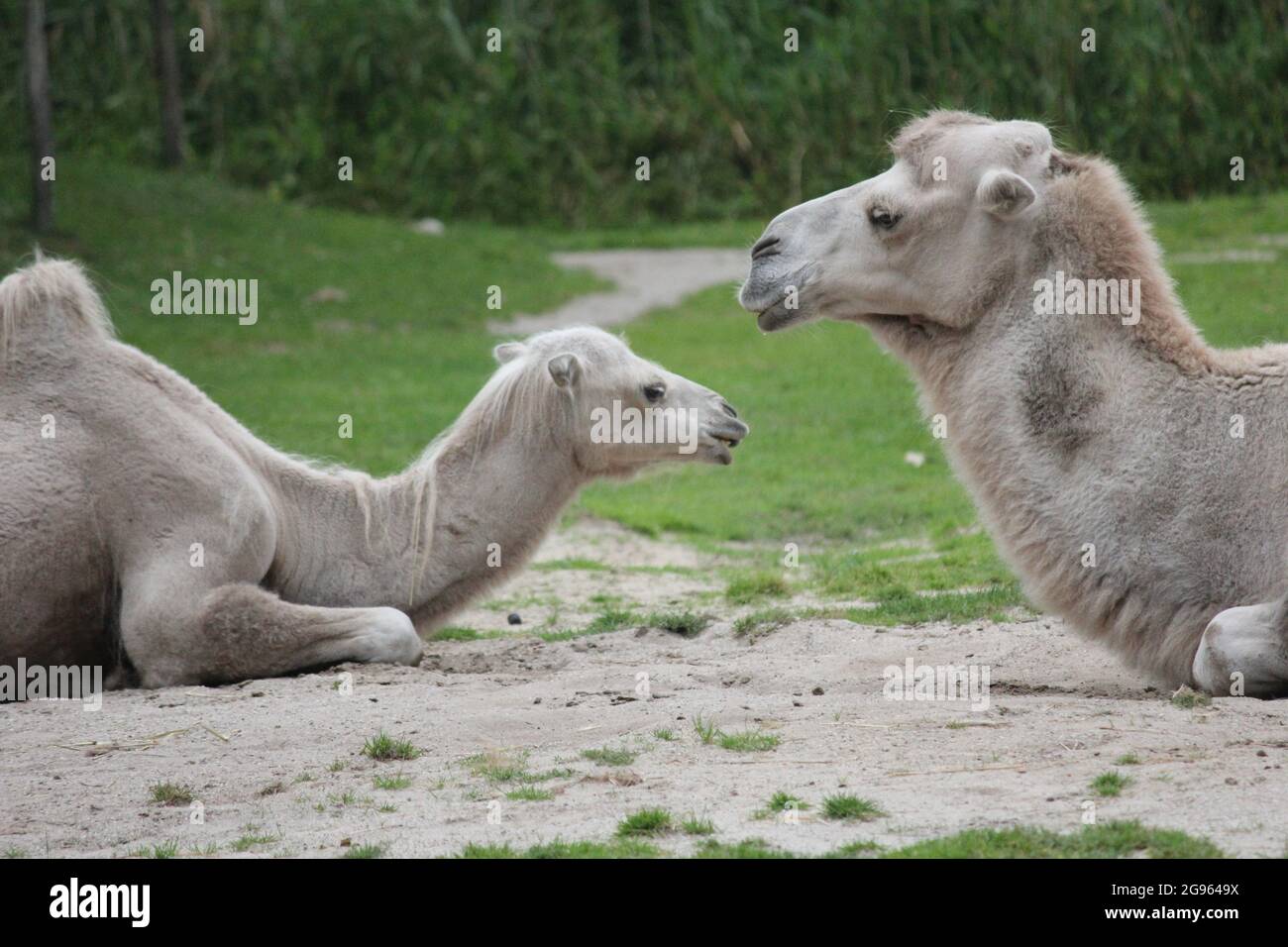 Camel in Overloon zoo, the Netherlands Stock Photo