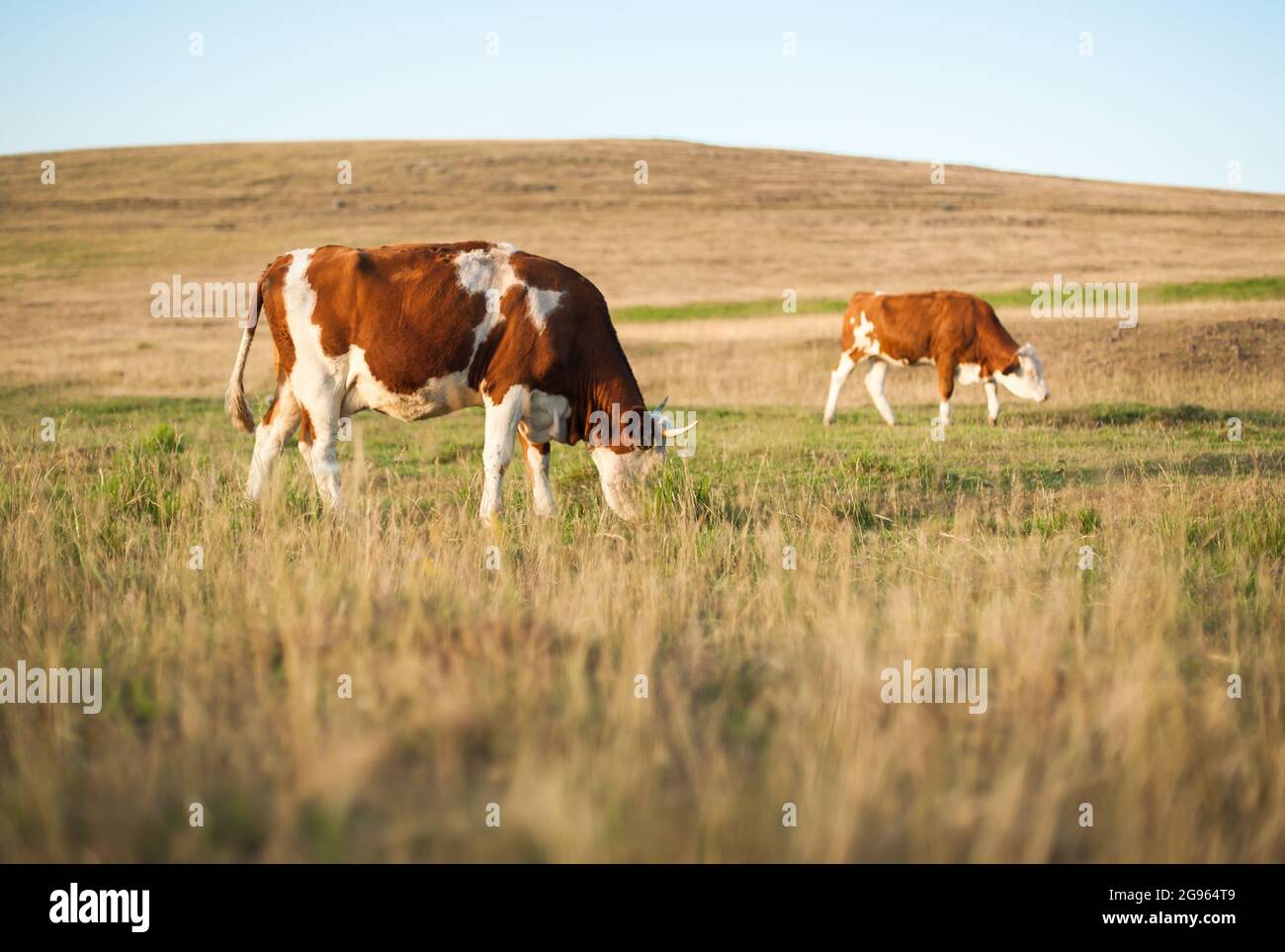 Cows on mountain pasture grazing the grass in a field surrounded by ...