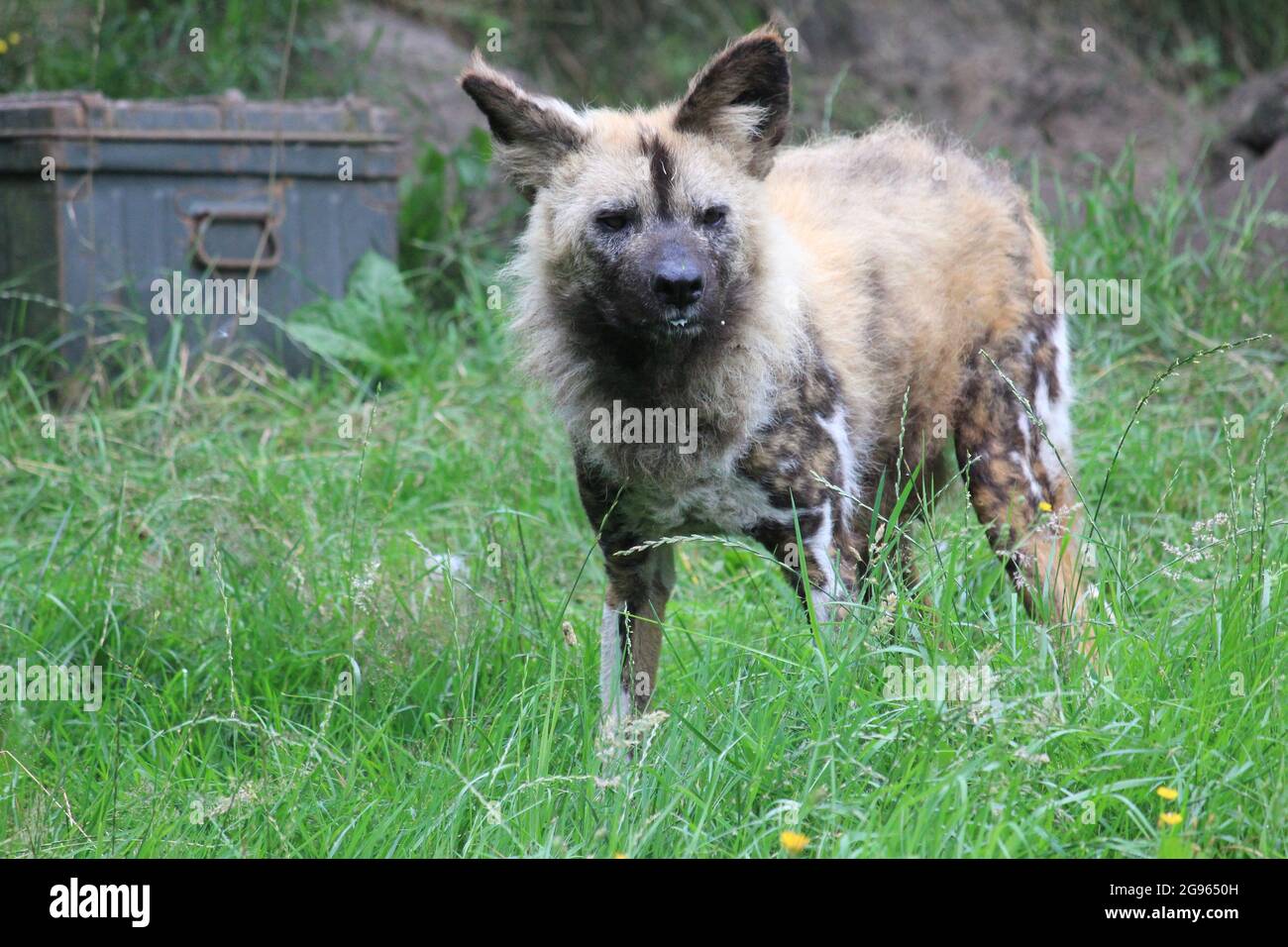 African wild dog in Overloon zoo, the Netherlands Stock Photo