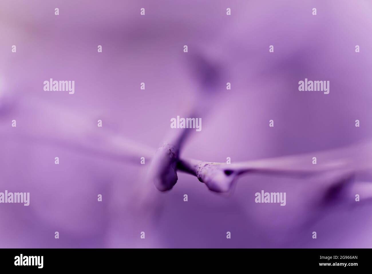Connections in violet as graphical elements. Stock Photo