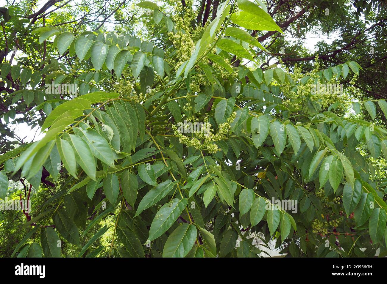 tree of heaven, ailanthus, varnish tree, Götterbaum, Ailanthus