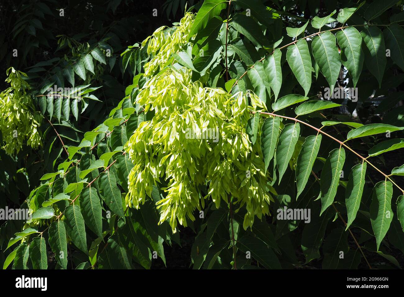 tree of heaven, ailanthus, varnish tree, Götterbaum, Ailanthus
