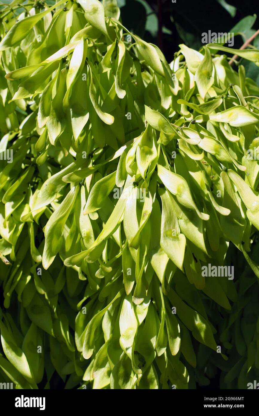 tree of heaven, ailanthus, varnish tree, Götterbaum, Ailanthus
