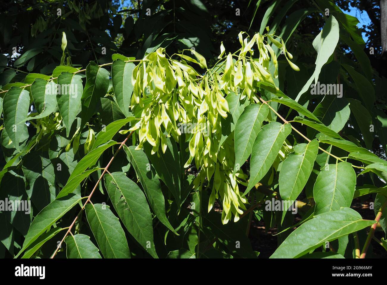 tree of heaven, ailanthus, varnish tree, Götterbaum, Ailanthus
