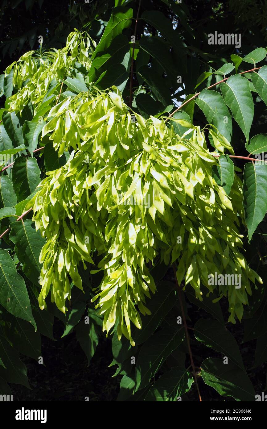 tree of heaven, ailanthus, varnish tree, Götterbaum, Ailanthus