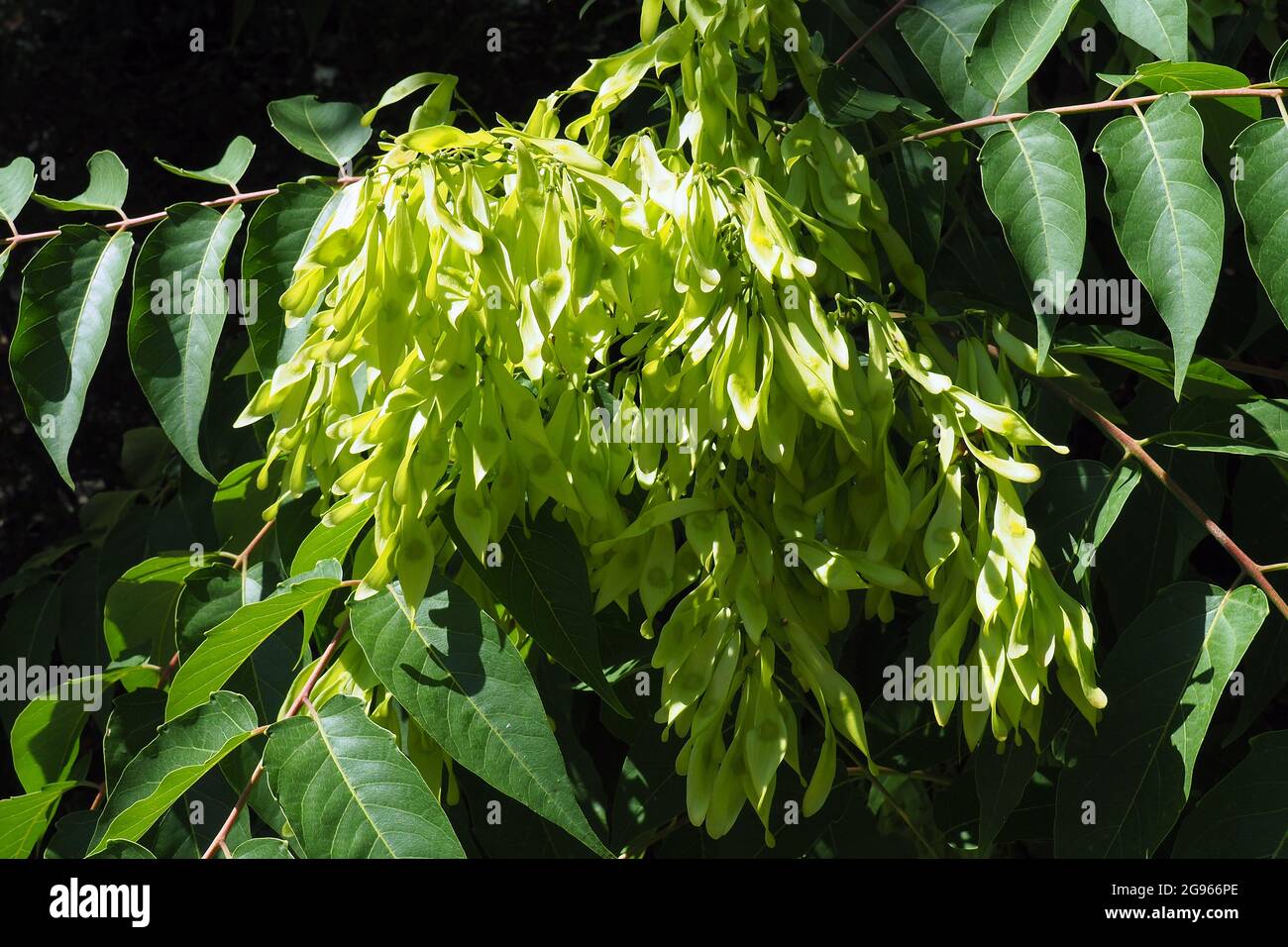tree of heaven, ailanthus, varnish tree, Götterbaum, Ailanthus