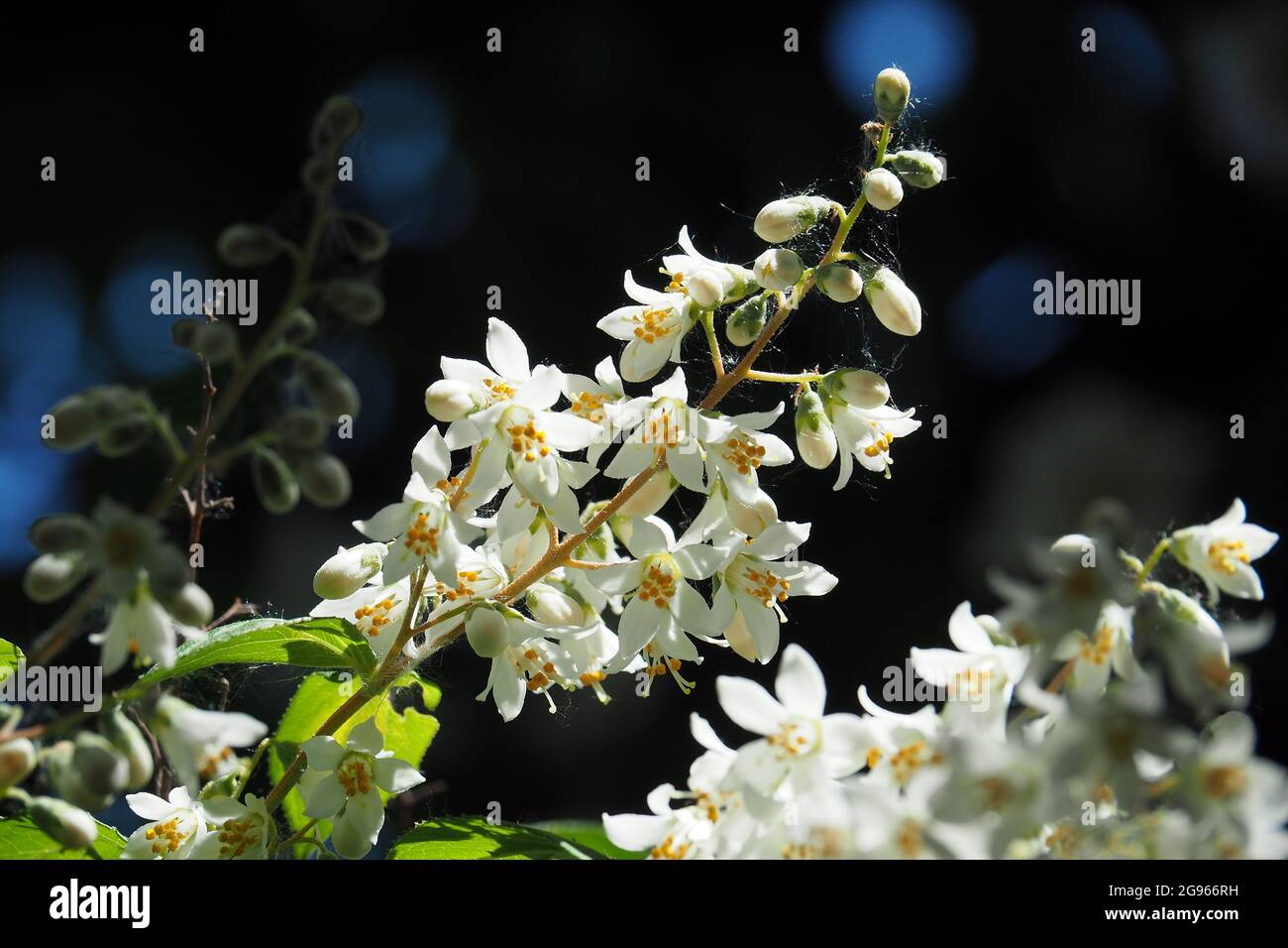 Deutzia sp., Deutzien, gyöngyvirágcserje, Budapest, Hungary, Magyarország, Europe Stock Photo