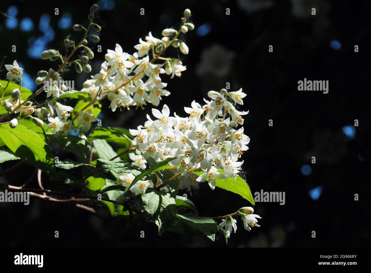 Deutzia sp., Deutzien, gyöngyvirágcserje, Budapest, Hungary, Magyarország, Europe Stock Photo