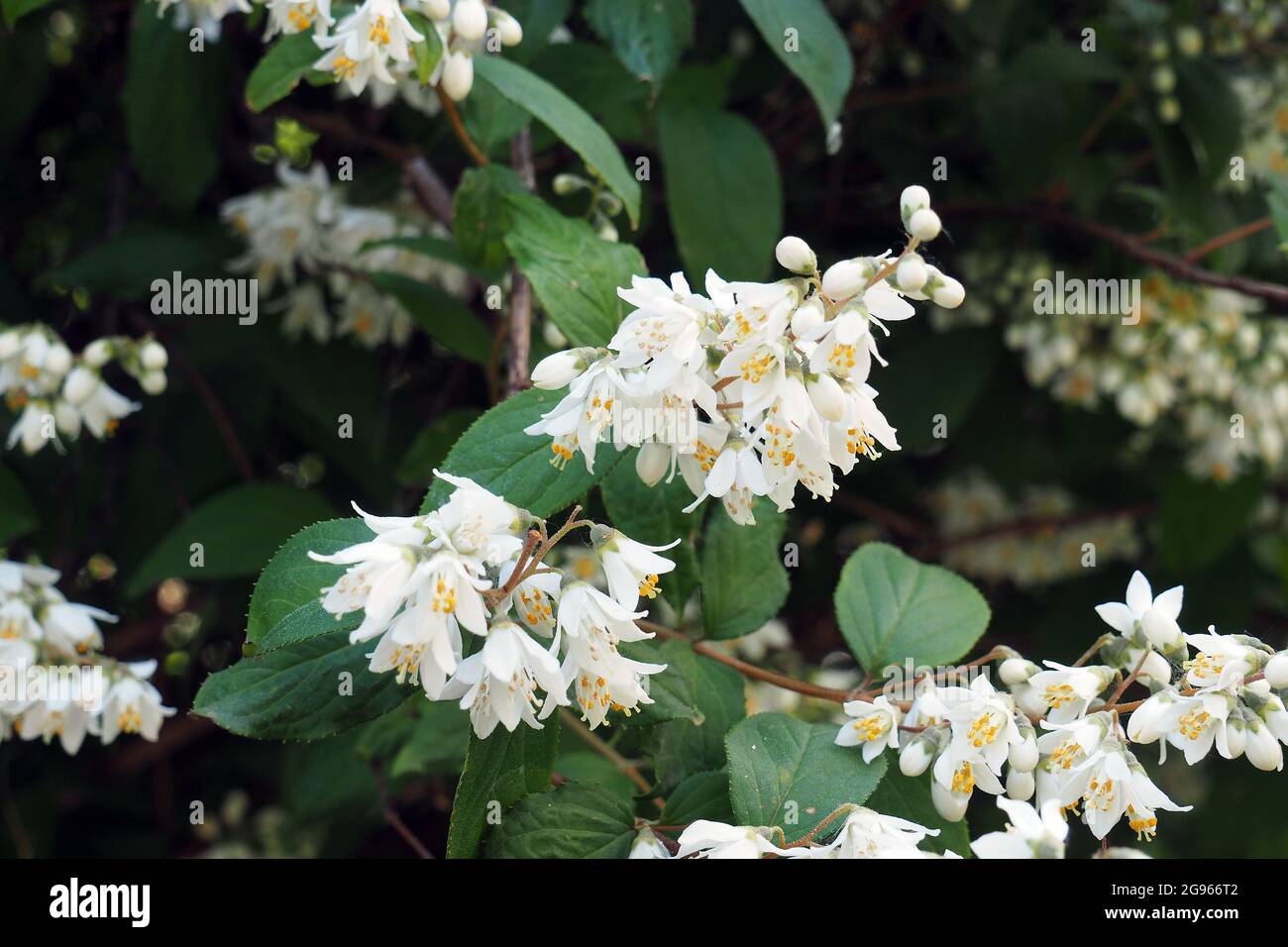 Deutzia sp., Deutzien, gyöngyvirágcserje, Budapest, Hungary, Magyarország, Europe Stock Photo