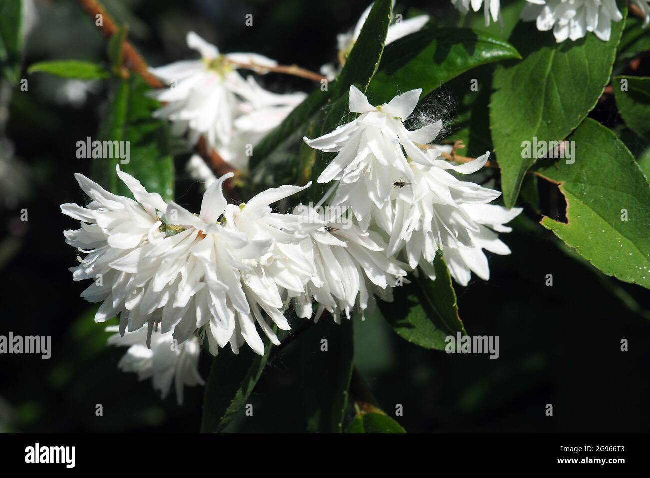 Deutzia sp., Deutzien, gyöngyvirágcserje, Budapest, Hungary, Magyarország, Europe Stock Photo