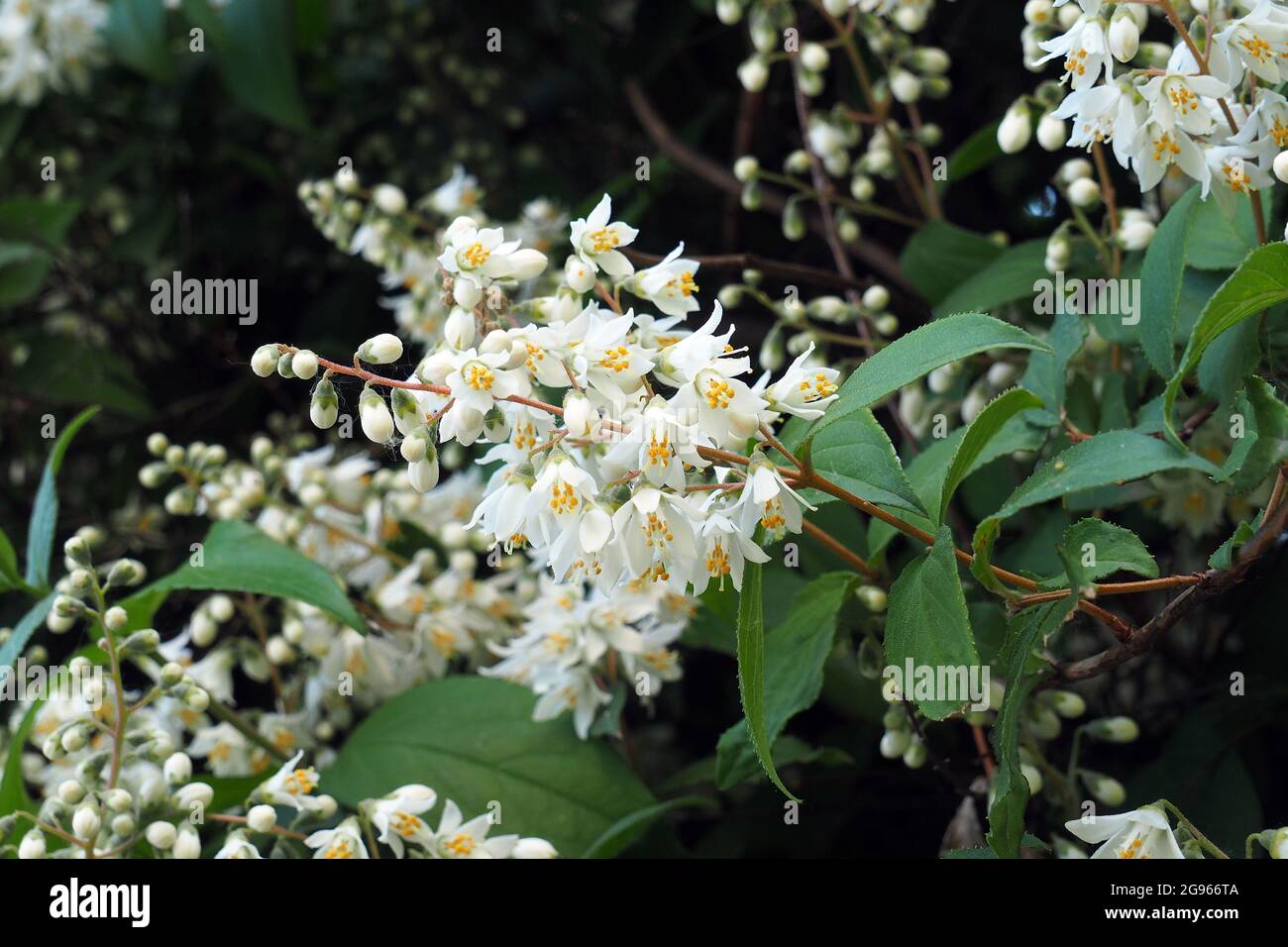 Deutzia sp., Deutzien, gyöngyvirágcserje, Budapest, Hungary, Magyarország, Europe Stock Photo