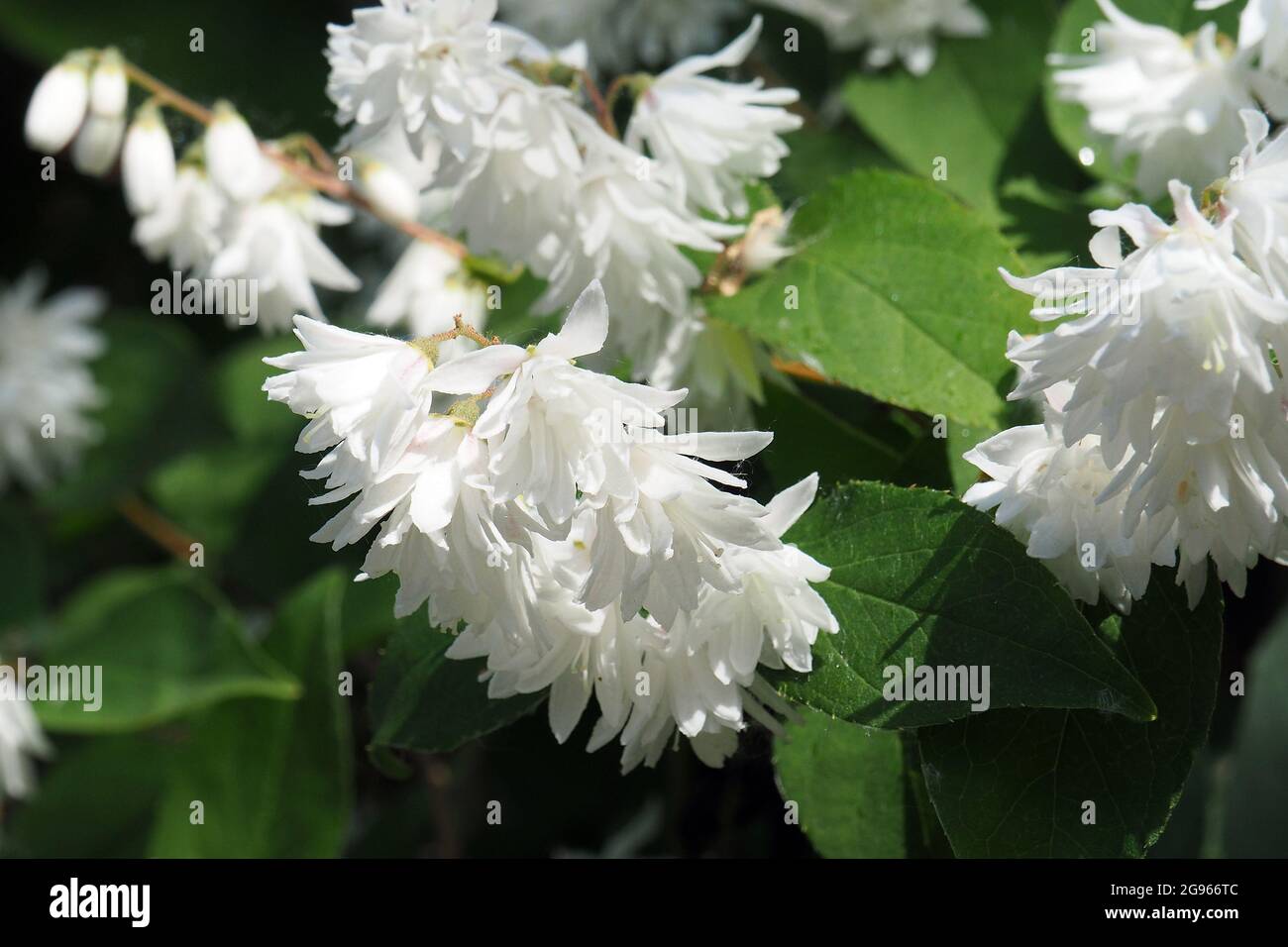 Deutzia sp., Deutzien, gyöngyvirágcserje, Budapest, Hungary, Magyarország, Europe Stock Photo